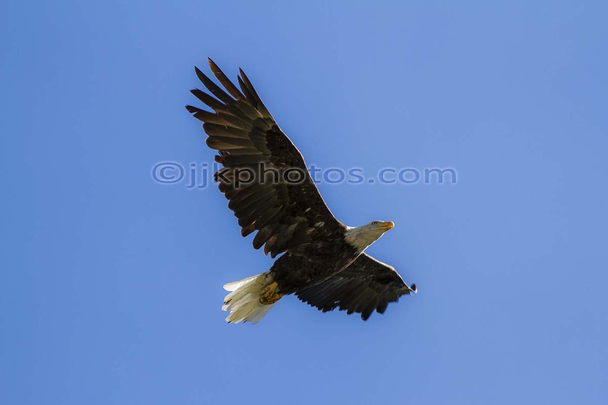 Bald Eagle in flight