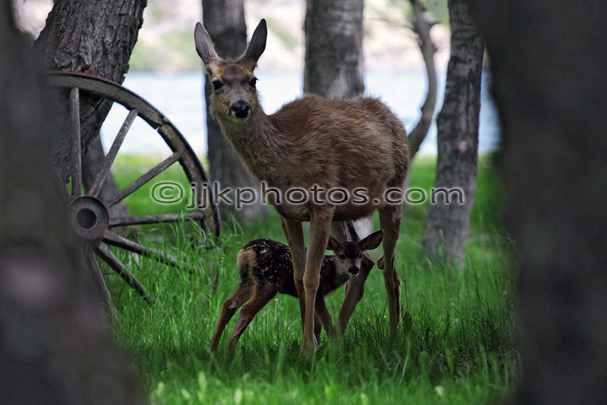 Wildlife
